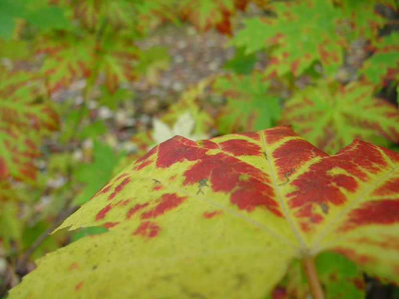 DSC00680