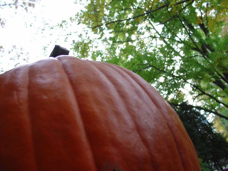 DSC00681