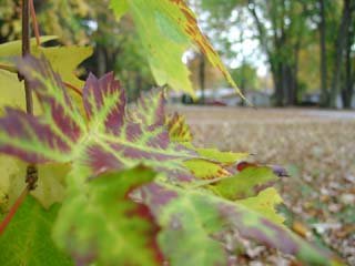 DSC00696